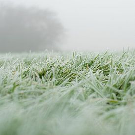 Gras im Nebel von Art Pictures by  Lotte