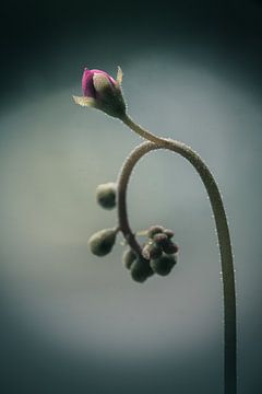 Uncurling (Drosera sp.) van Alessia Peviani