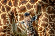 veilig bij mama giraf van jowan iven thumbnail