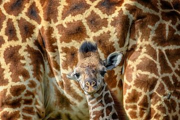 en sécurité avec maman girafe