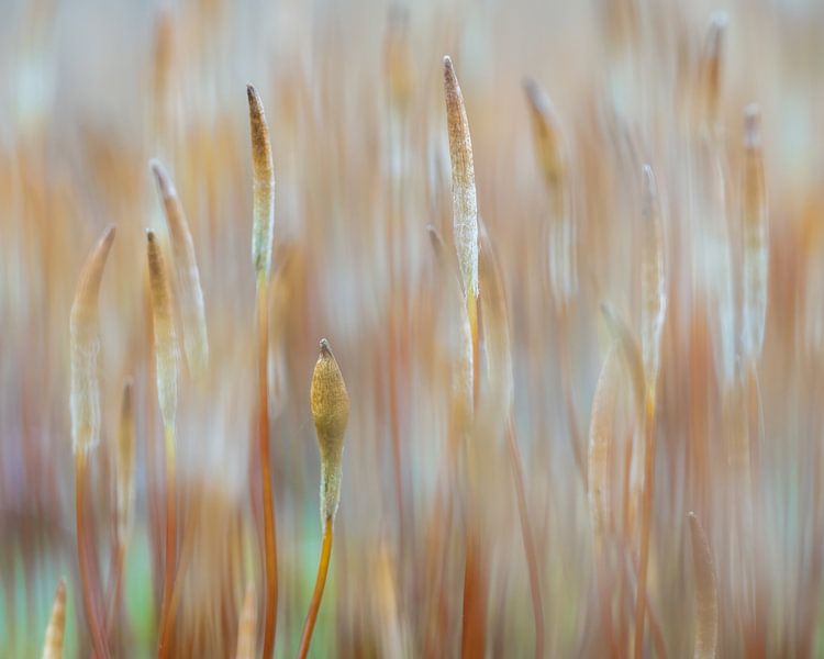Steady by Richard Kalkman fotografie