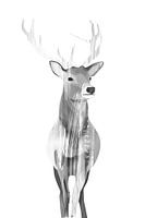 Deer (black white)