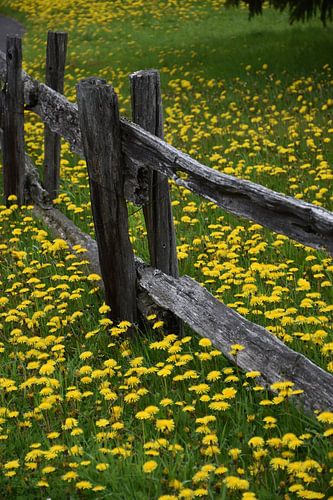 Op de boerderij in de lente