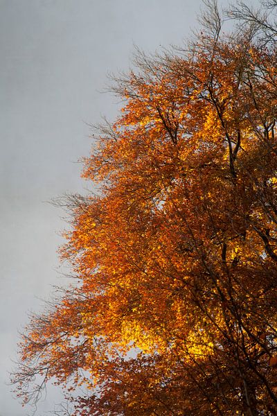Feuriger Herbstbaum von Daan Ruijter