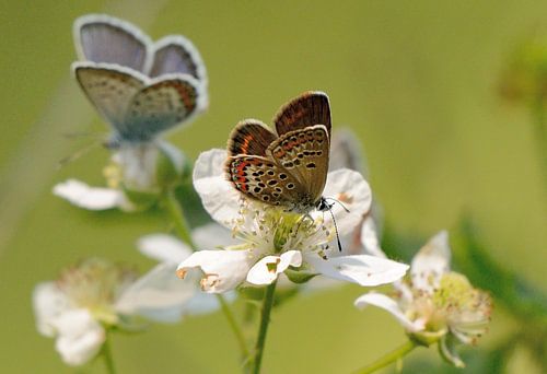 Blue butterflies