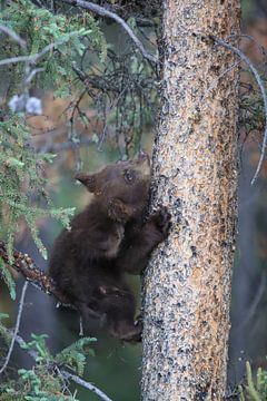 Zwarte berenwelp in Banff National Park, Alberta, Canada van Frank Fichtmüller