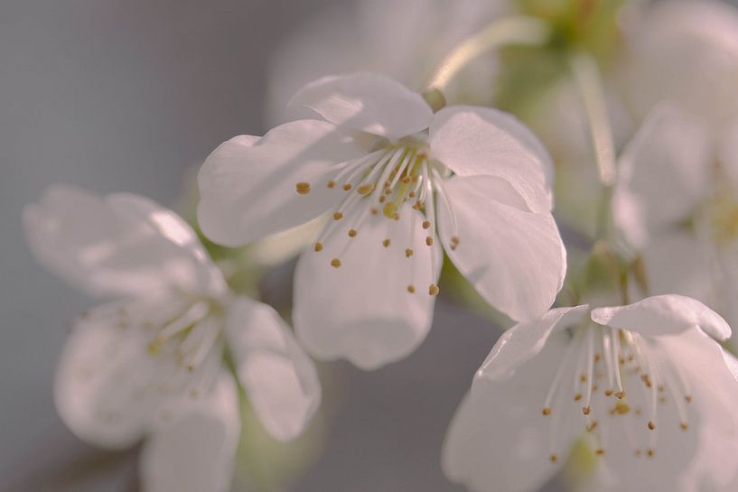 Blossom by Krijn van Leeuwen