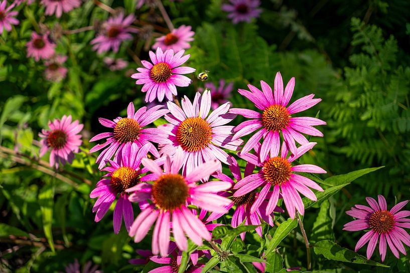 Tournesol rouge (Echinacea purpurea) par Franklin Driessen