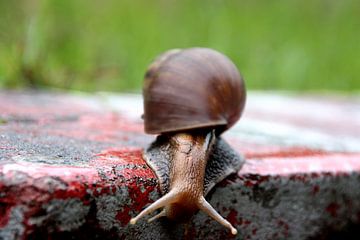 Speedy snail by Onne Kierkels