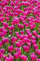 Tulipes roses