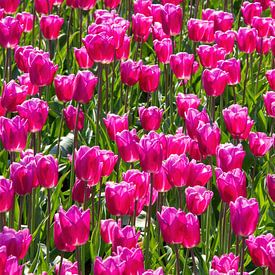 Roze tulpen van Amber Koehoorn