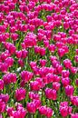 Roze tulpen van Amber Koehoorn thumbnail