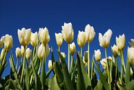 Witte tulpen, blauwe lucht van Leuntje 's shop thumbnail