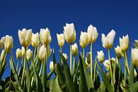 Witte tulpen, blauwe lucht
