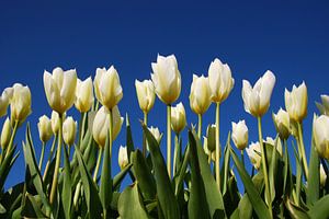 Witte tulpen, blauwe lucht van Leuntje 's shop