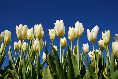 Weiße Tulpen, blauer Himmel