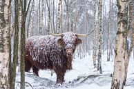 Schottischer Highlander im Schnee von Ans Bastiaanssen Miniaturansicht