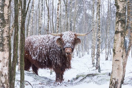 Schotse Hooglander in de sneeuw