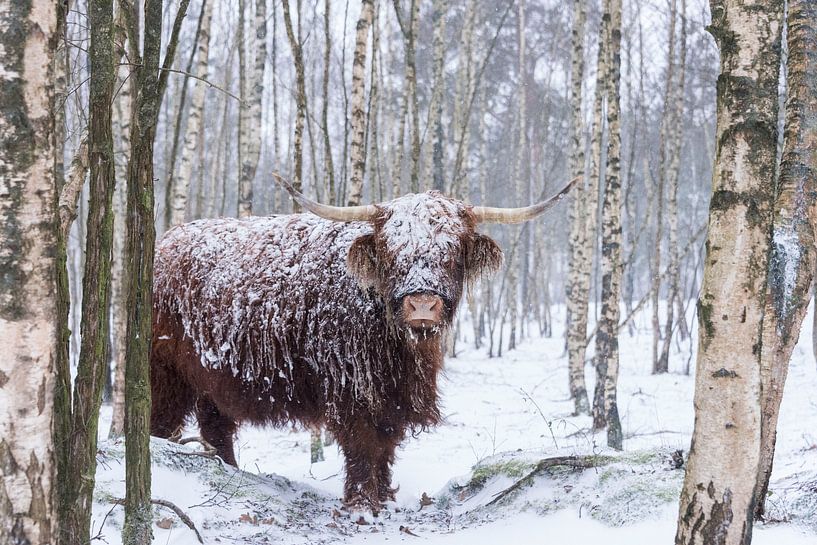 Schottischer Highlander im Schnee von Ans Bastiaanssen