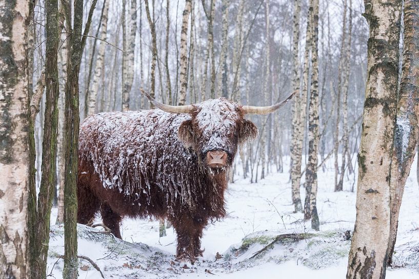 Scottish Highlander in the snow by Ans Bastiaanssen