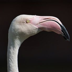 Flamingo Phoenicopteridae van Arjen Heijjer