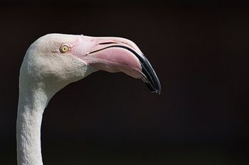 Flamingo Phoenicopteridae