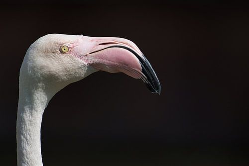 Flamant rose Phoenicopteridae sur Arjen Heijjer