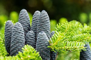 Blauwe dennenappels
