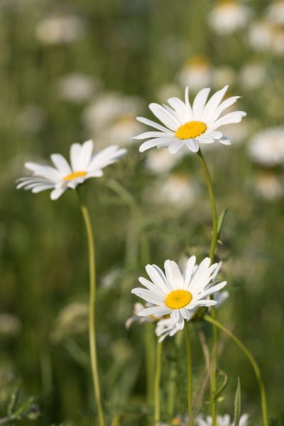 Wild Flowers by Clazien Boot
