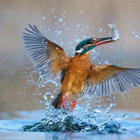 Martin-pêcheur - En pleine gloire sur Martins-pêcheurs - Corné van Oosterhout