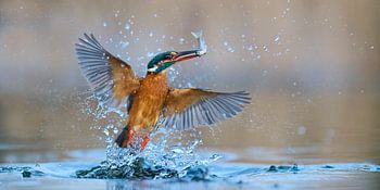 IJsvogel - In volle glorie