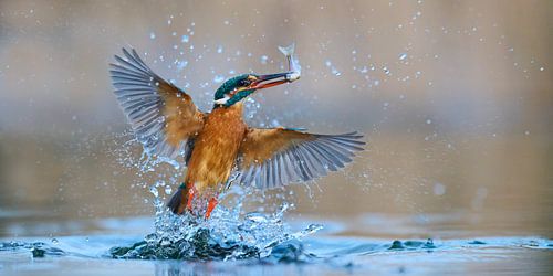 IJsvogel - In volle glorie