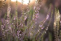 Violettes Heidekraut