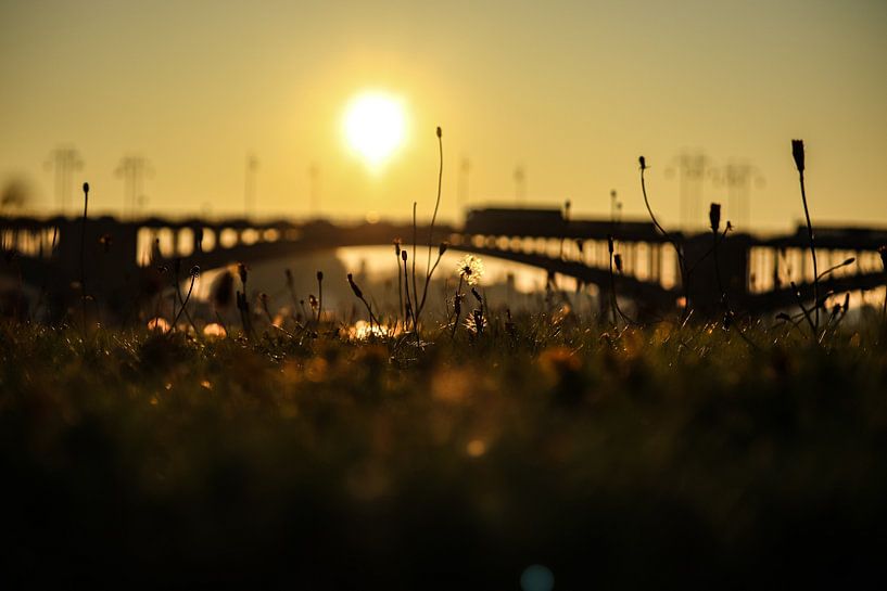 A sunrise in Mainz, in the background is the Theodor-Heuss-Bridge by Tim Zentgraf
