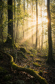 Sunbeams in the forest – the atmosphere created by light in nature by Christina Bauer Photos