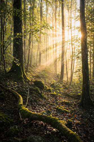 Sonnenstrahlen im Wald – Lichtstimmung in der Natur