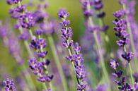Lavendel van dichtbij van Pfotowelt thumbnail