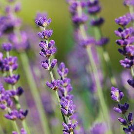 Lavendel van dichtbij van Pfotowelt