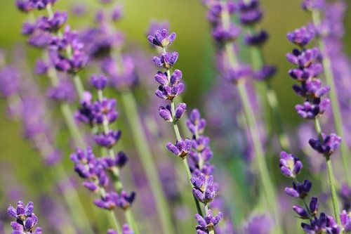 Lavendel Nahaufnahme von Pfotowelt