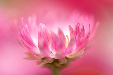 Gelassene Schönheit: Eine rosa Blume der bedingungslosen Liebe und des Friedens von elma maaskant