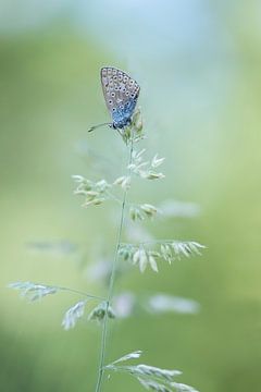 Vlinder ontwaakt. van Francis Dost