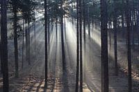 Zonsopkomst in Schoorl