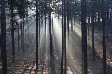 Zonsopkomst in Schoorl van Kevin Ruhe