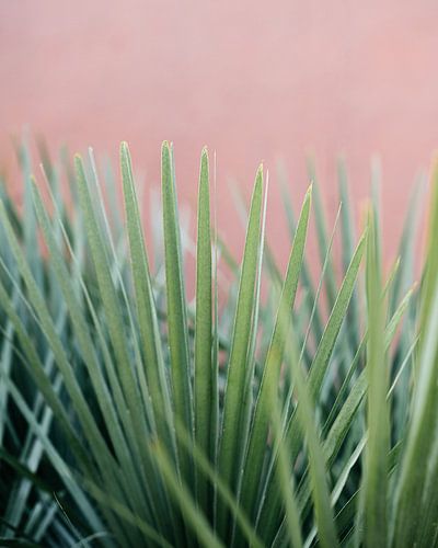 Detail van plant met pastelkleur achtergrond