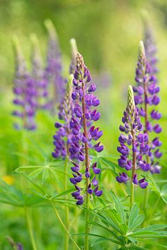 Fleurs violettes sur fond vert. sur Jan Jacob Alers