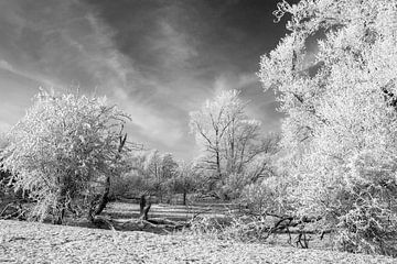 Winterlandschap met besneeuwde bomen (zwart-wit) van t.ART