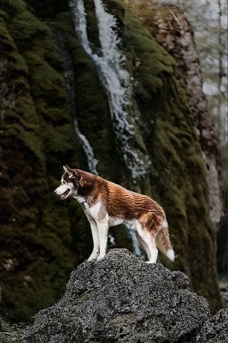 Siberische Husky bij een waterval