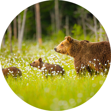 Bruine Beer; moeder met twee welpen