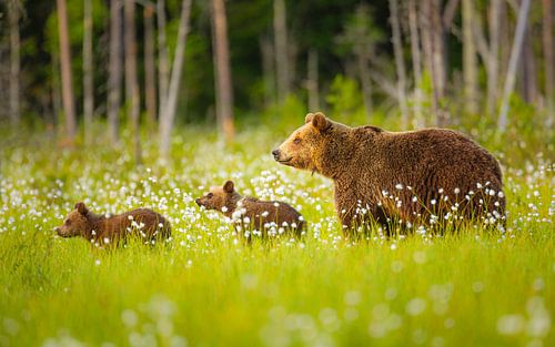 Bruine Beer; moeder met twee welpen