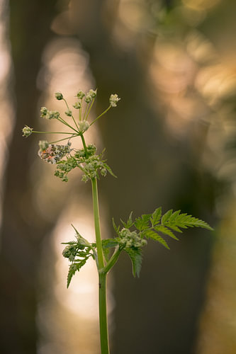 Oranjetipje in het bos